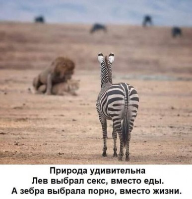 gyvūnija.jpg