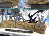 10x7-Black ice-IWA-2012-020.jpg