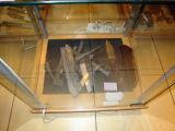 10x7-Paroda-041.jpg